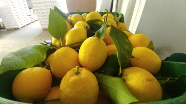 Limoni di Sicilia - 20kg